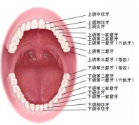 乳恒牙替換規律及注意事項