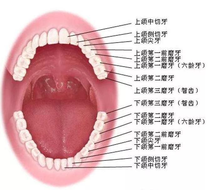 深圳拔乳牙